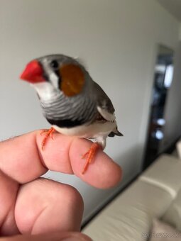 Zebrička austrálska - 9