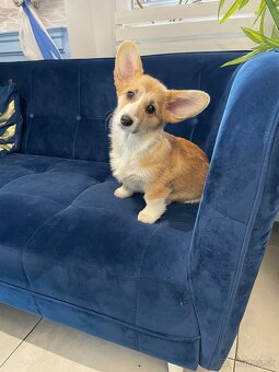 Welsh corgi pembroke - 9