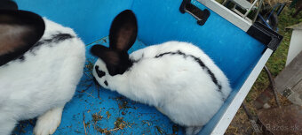 Predám zajacov NOS - 9