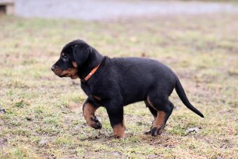 Beauceron - francouzský ovčák s PP (FCI) - 9