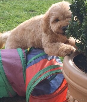 Pudlik pudel trpasličí,psík - 9