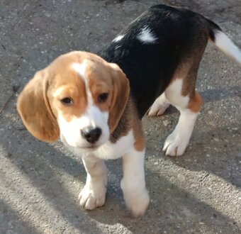 Beagle, bigel, bigl bez PP - 9