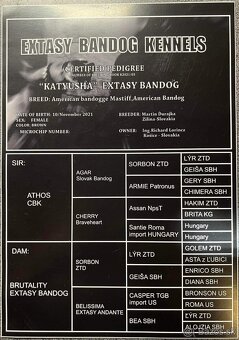 Výnimočné šteniatka americký bandog s PP k odberu - 9