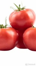 Predaj domácich semienok paradajky - 9