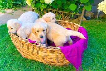 Zlatý retriever - 9