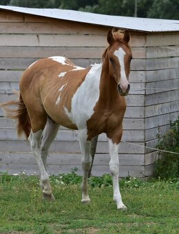 American Paint Horse - 9