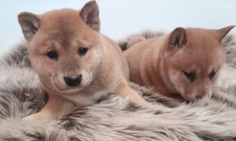 Shiba inu - 9
