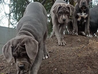 Cane Corso - 9