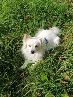 Prepravny vozik pre psika do 8-10 kg - 9