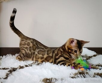 Bengálska mačka na predaj - 9