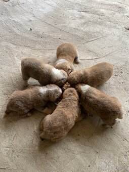 Akita inu šteniatka - 9