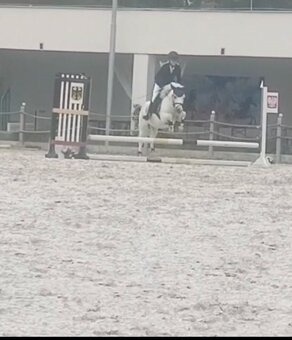 Poník na prenájom - 9