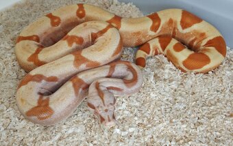 Boa imperator - Purple Sharp Sunglow Aztec, Sharp Sunglow - 9