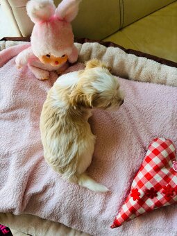 Golddust Yorkshire Terrier, Yorskshire s PP, Jork - 9