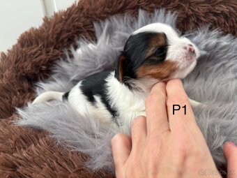 Biewer Yorkshire Terrier - 9