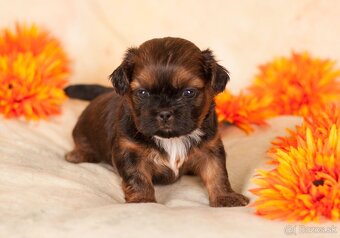 Shih-Tzu štěniatka (shi tzu, si-tzu, shitzu, si-cu) - 9