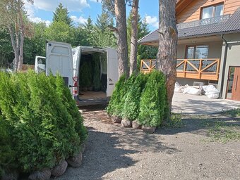 Tuja Smaragd, vavrínovec, červienka - ROŽŇAVA - 9