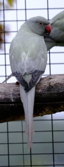 Alexander malý aqua opalin ct - 9