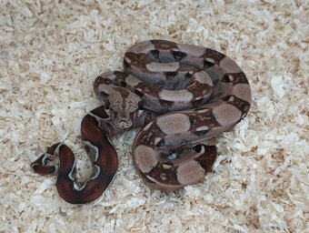 Boa imperator - VPI T+ Albino het Blood, Normal DH VPI Blood - 9