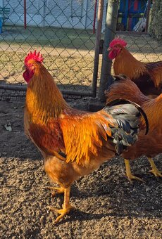 Hempšír na predaj - 9