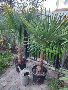 Mrazuvzdorne palmy - Trachycarpus Fortunei - 9