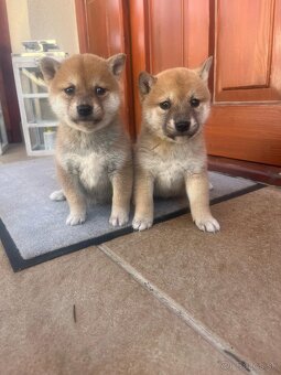 Shiba inu - 9