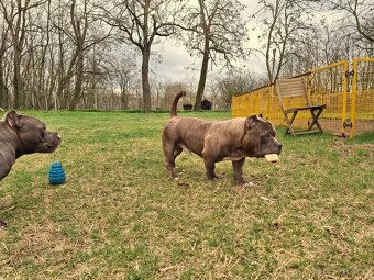 American Bully Pocket - 9