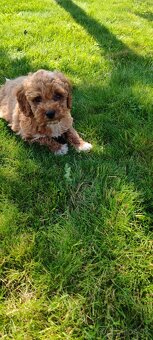 Maltipoo+maltipoo=red maltipoo - 9