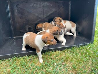 Jack Russell - 9