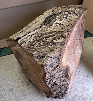 Orechovy kmen drevo - 9