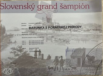 Louisianský leopardi pes - šteniatka s PP - 9