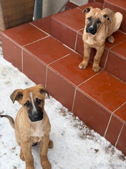 Predám Šteniatka - 9