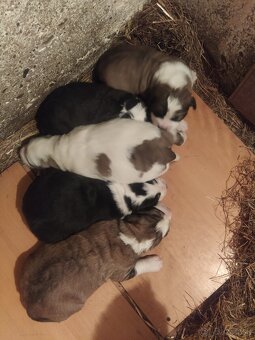 stredoázijský ovčiak - 9