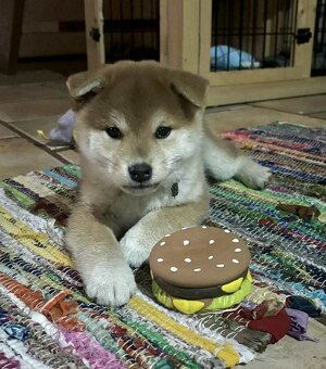 Shiba inu  s PP  /FCI / - 9
