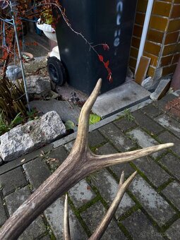 Jelenie zhody / parohy 62cm - 9