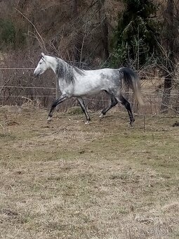 Pripúšťanie Shagya arab - 9