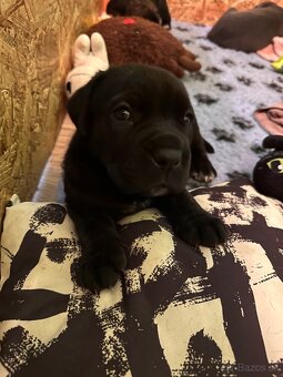 Predam steniatka cane corso - 9