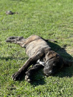 Cane Corso - psík - 9