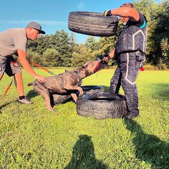 Cane corso s PP - 9