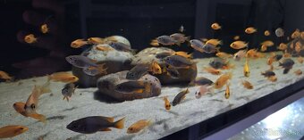 Africke cichlidy malawi - 9