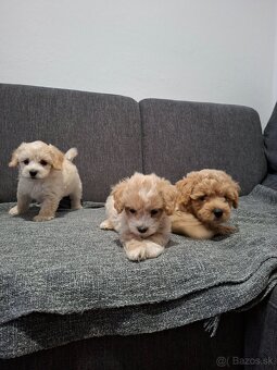 Maltipoo - 9