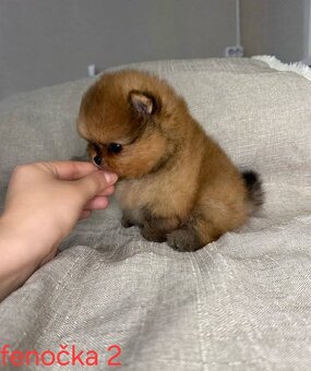 Pomeranian mini Boo - 9