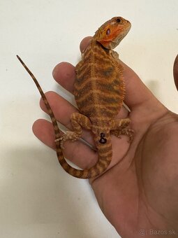 Red Agama bradatá - 9
