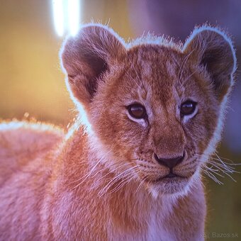 Thomson 4k 55 led lcd tv - 9