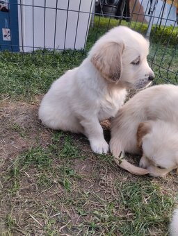Zlatý retriever - 9