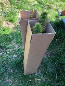Sibírsky Céder / Pinus Sibirica Stromčeky - 9