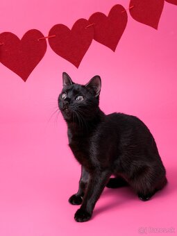 Drobučká mačička Zina - 9