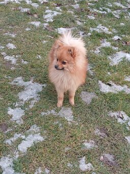 Šteniatka maltipoo - 9