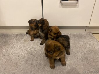 Predám šteniatka Yorkšira - 9