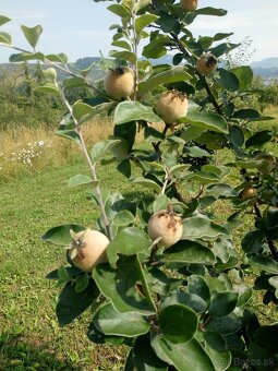Ponukam brigadu do zahrady - 9